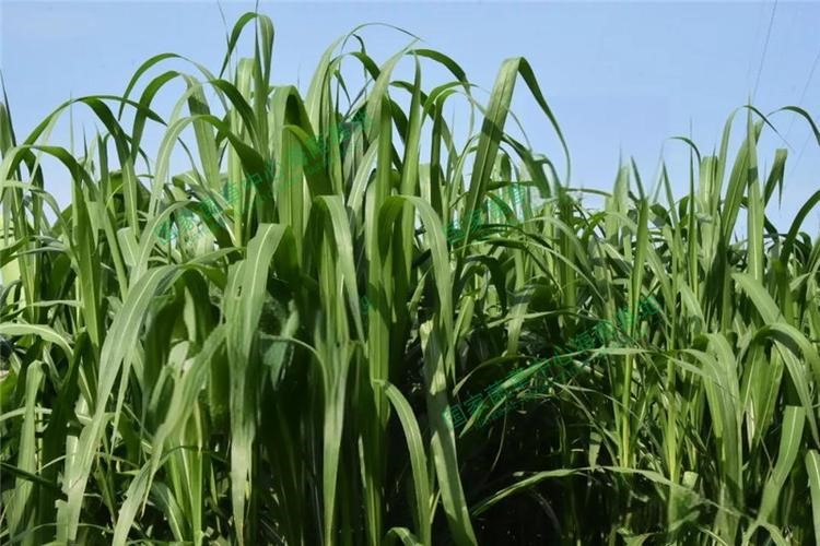 以草代木、天然抗菌、可自然降解，新鄉(xiāng)化纖開創(chuàng)新的&ldquo;傳奇&rdquo;&mdash;&mdash;菌草纖維 