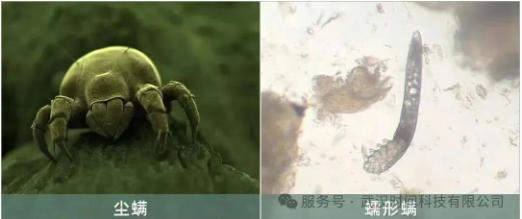 防螨！已成為健康的&ldquo;新剛需&rdquo;--武漢時(shí)間科技推出紡織品防螨整理劑喜化&reg;植螨零